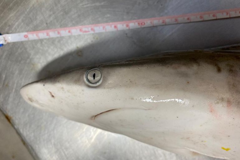 A Brazilian Sharpnose Shark (Rhizoprionodon Lalandii) is being analysed at a laboratory in Rio de Janeiro, Brazil, in this handout picture made available on July 23, 2024. Oswaldo Cruz Foundation (Fiocruz)/Handout via REUTERS THIS IMAGE HAS BEEN SUPPLIED BY A THIRD PARTY NO RESALES. NO ARCHIVES MANDATORY CREDIT