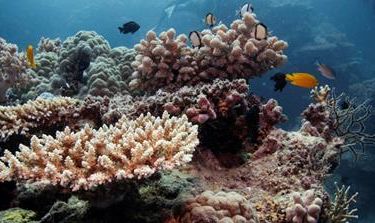 Australia Great Barrier Reef